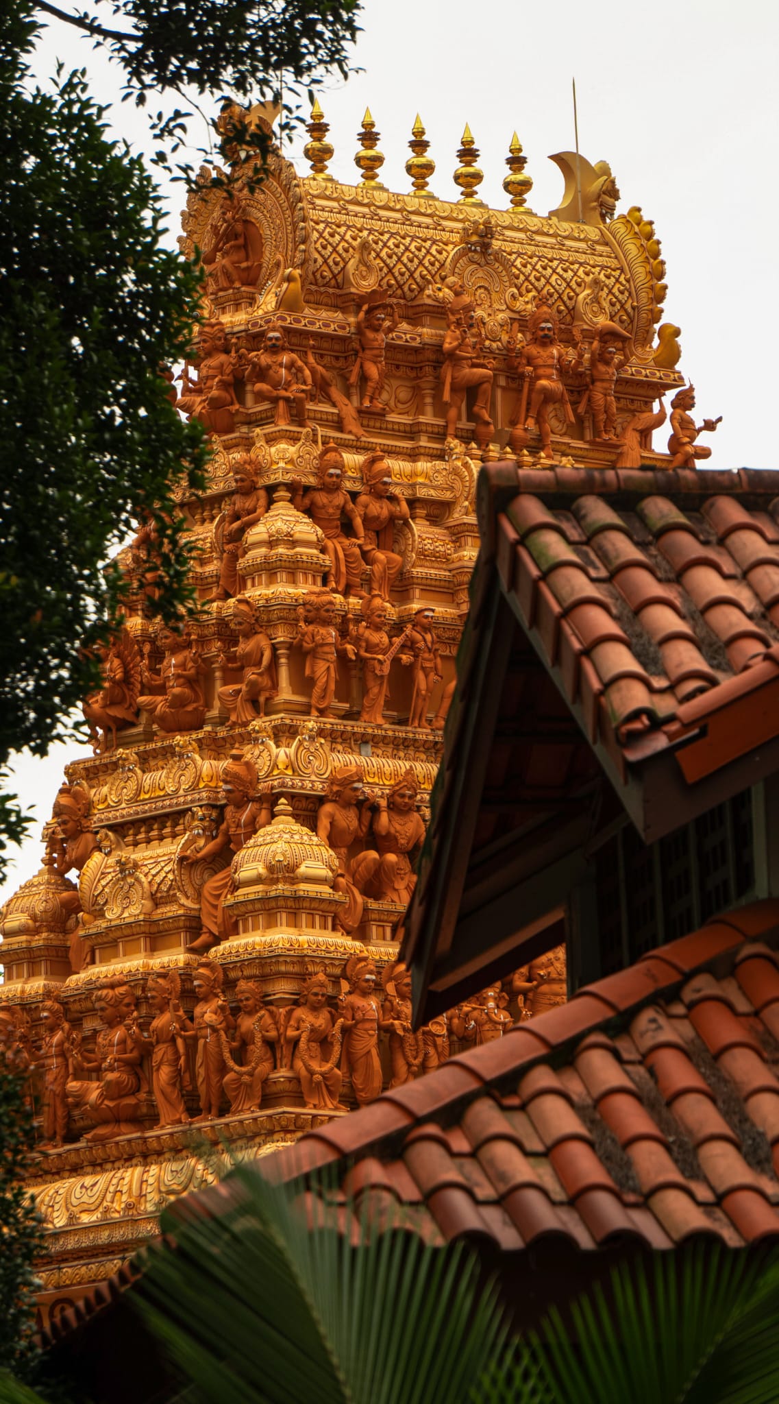 Temple Festival Coverage
